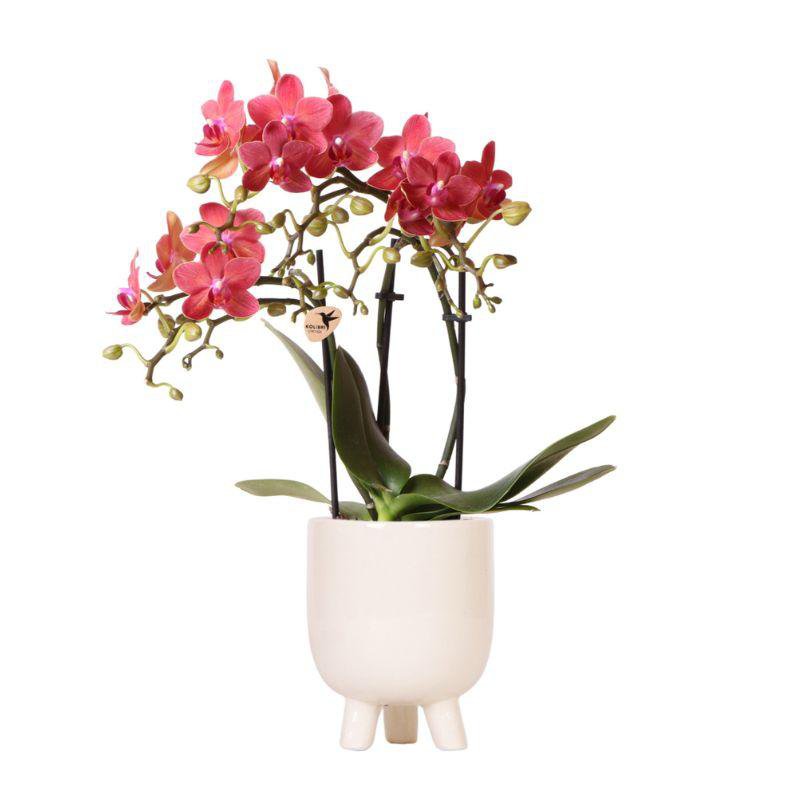 Rote Phalaenopsis Orchidee mit Keramik Topf - Fiorello Boutique