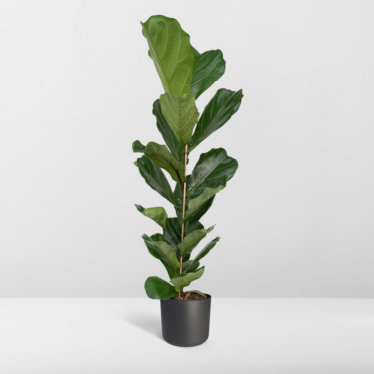 Ficus Lyrata - Gummipflanze - Ø21cm - ↕100cm - Fiorello Boutique