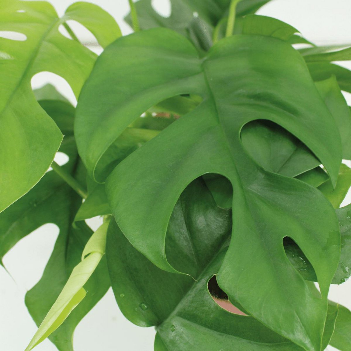 Monstera Minima - 2 Stück - Ø15cm - ↕25cm - Fiorello Boutique