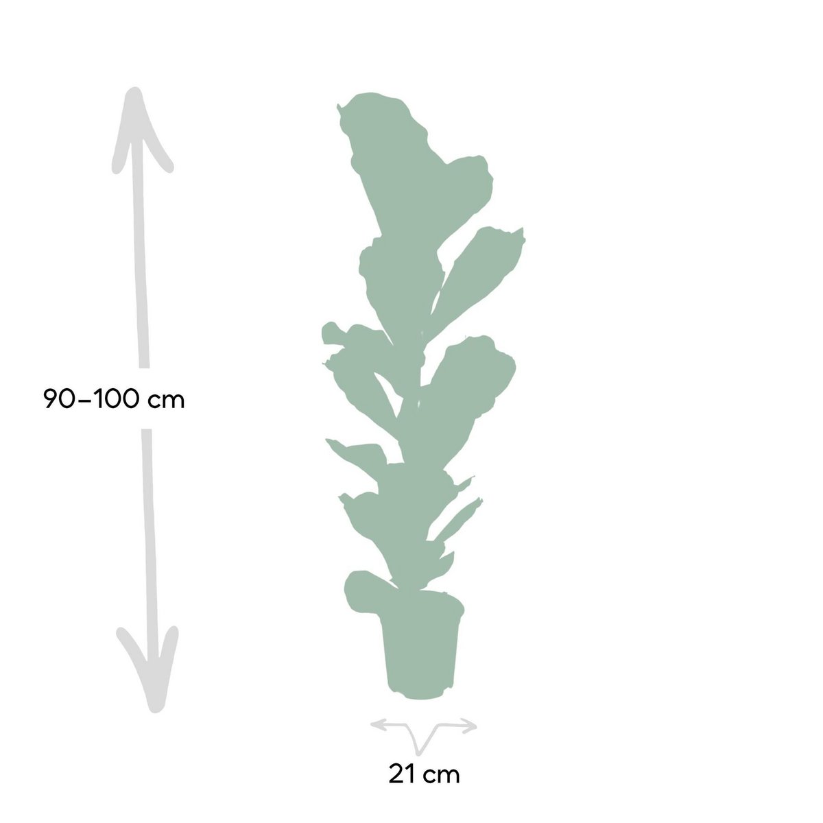 Ficus Lyrata - Gummipflanze - Ø21cm - ↕100cm - Fiorello Boutique