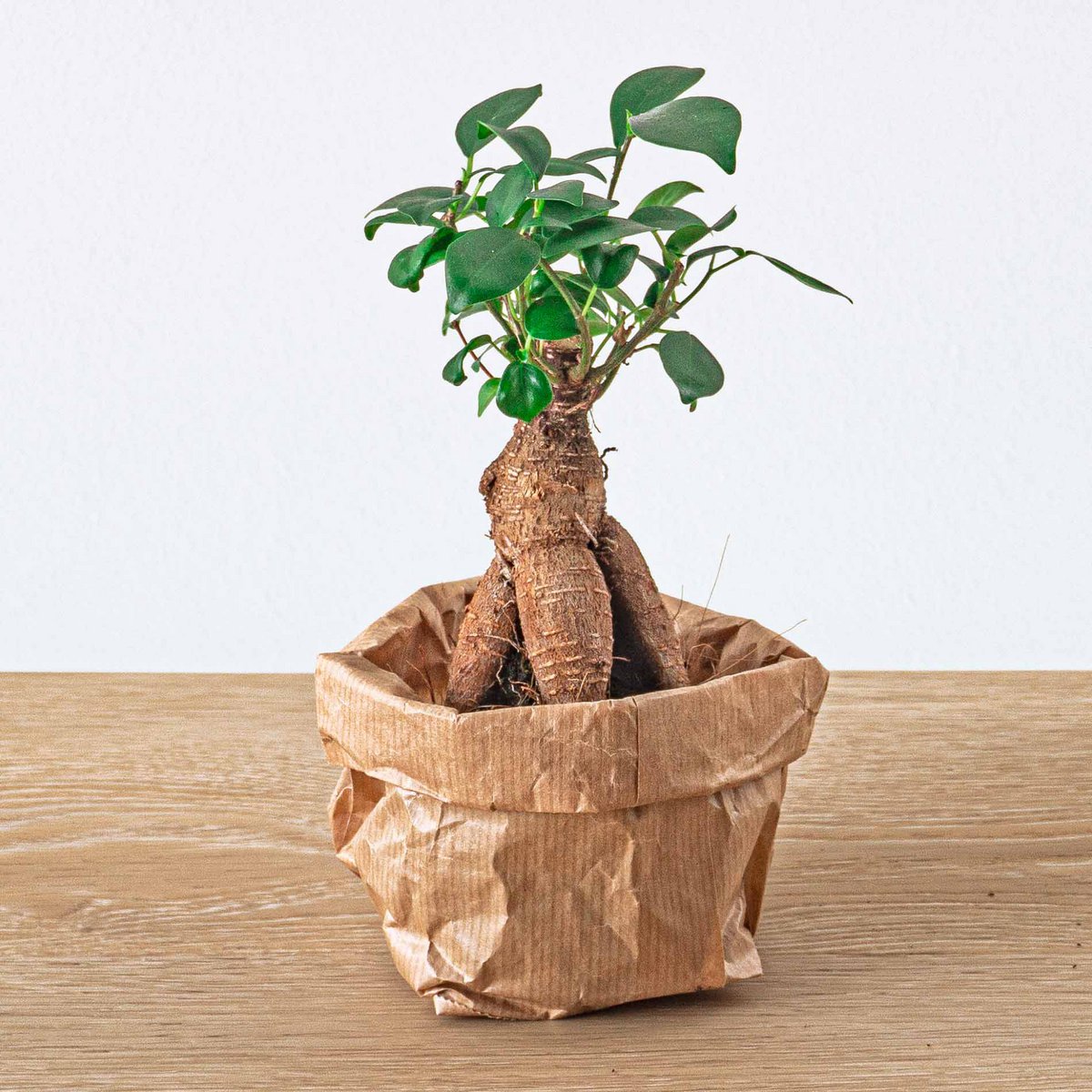 Ficus Ginseng Bonsai - Microcarpa - ↑15 cm - Ø 6 cm - Fiorello Boutique