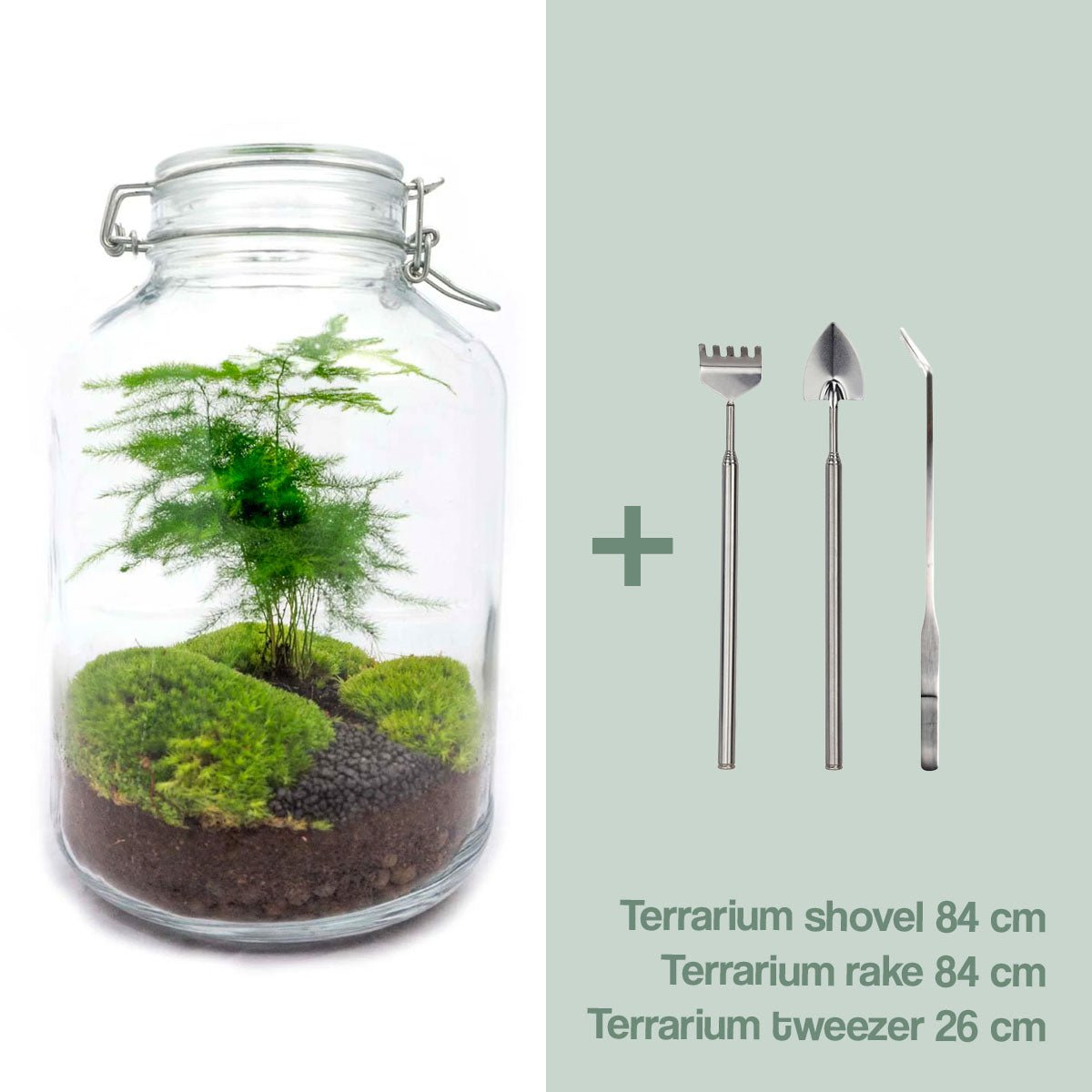 DIY-Terrarium-Set – Grüner Spargel im Glas ↑ 28 cm - Fiorello Boutique