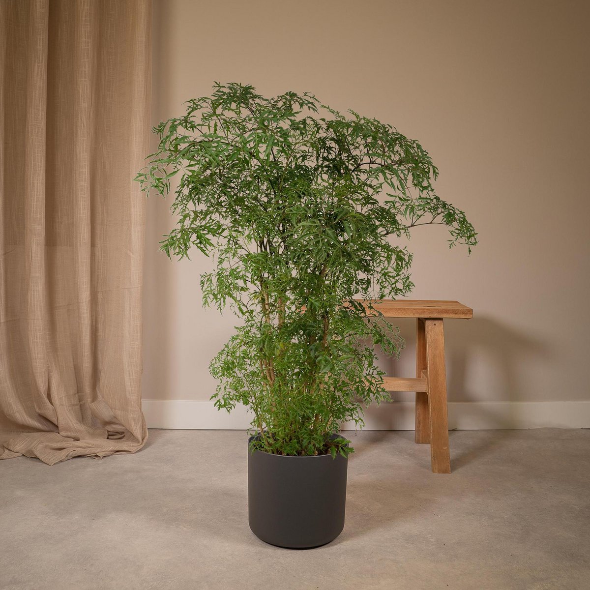 Polyscias Fruticosa - Aralie - Ø21cm - ↕75cm - Fiorello Boutique