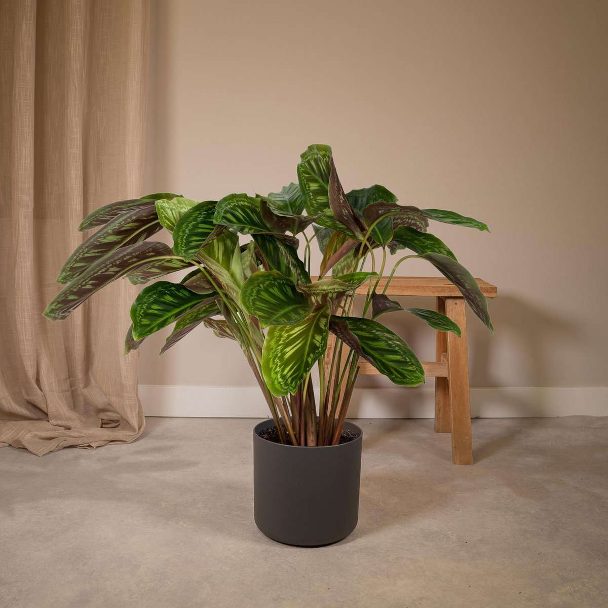 Calathea Flamestar - Ø19cm - ↕75cm - Fiorello Boutique