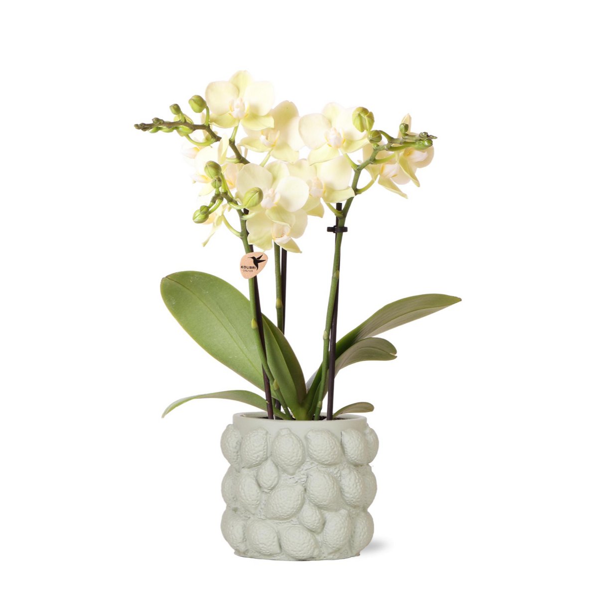 Gelbe Phalaenopsis Orchidee mit Zitrusform Topf in Grün - Fiorello Boutique