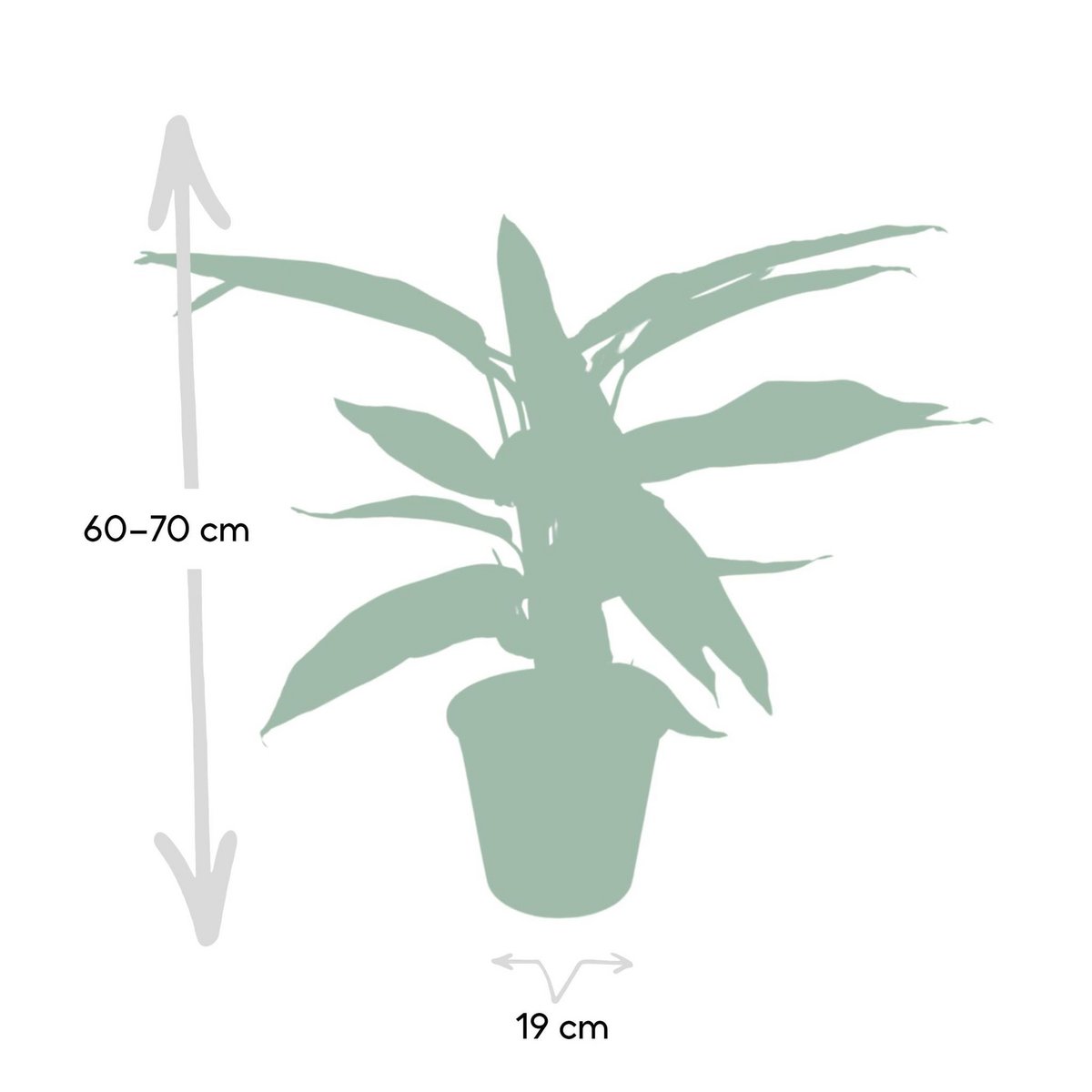 Calathea Triostar - Ø19cm - ↕70cm - Fiorello Boutique