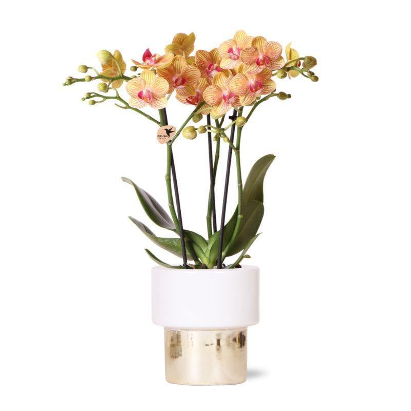 Phalaenopsis Orchidee in Lush Topf - Fiorello Boutique