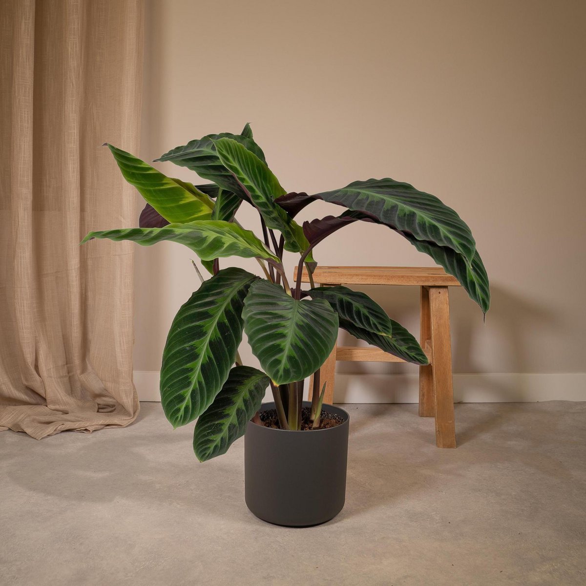 Calathea Warscewiczii - Pfauenpflanze - Ø19cm - ↕70cm - Fiorello Boutique