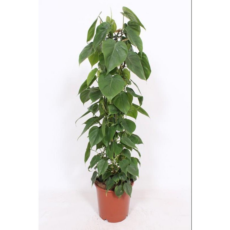 Philodendron Scandens - Ø24cm - ↕120cm - Fiorello Boutique