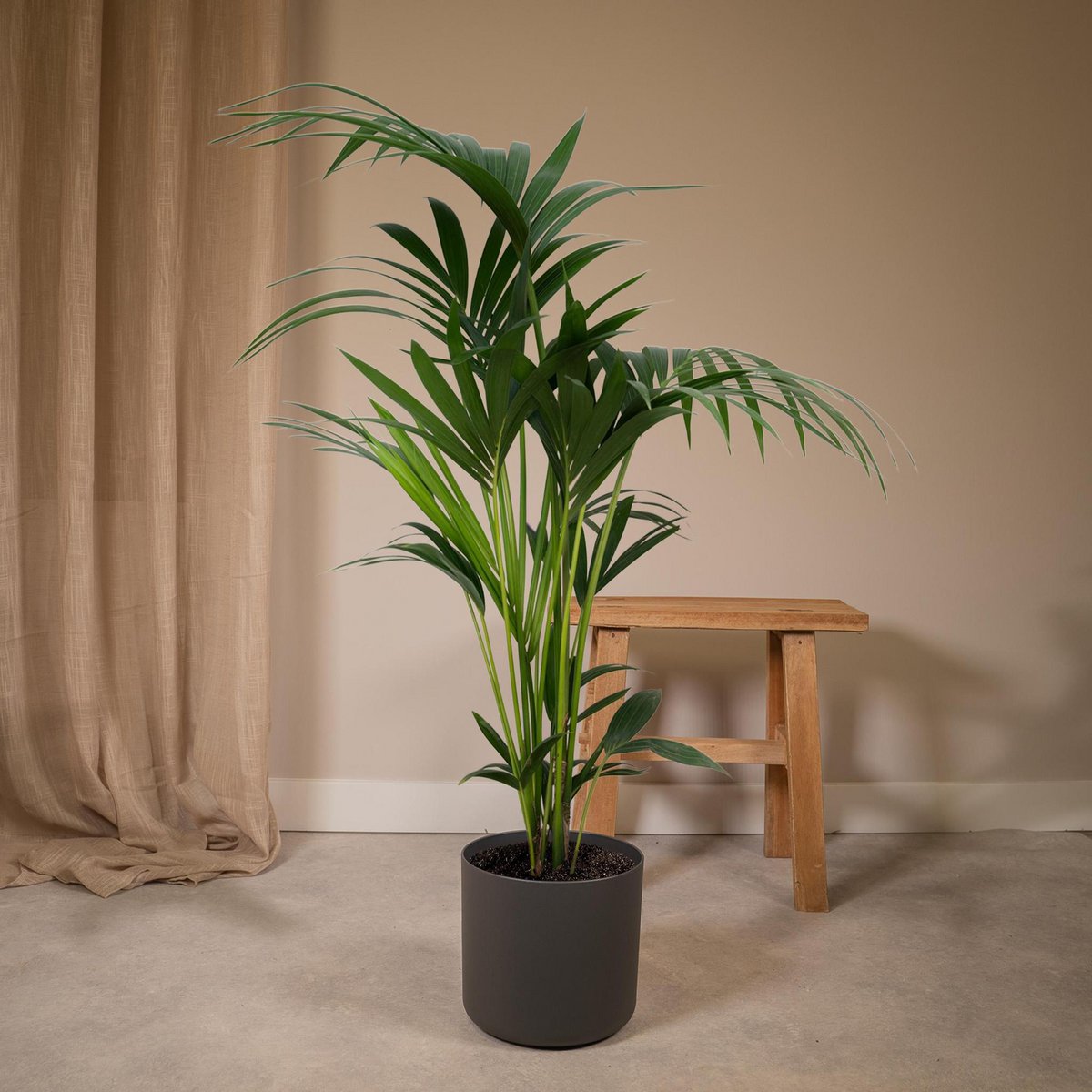 Howea Forsteriana - Kentia-Palme - Ø19cm - ↕100cm - Fiorello Boutique