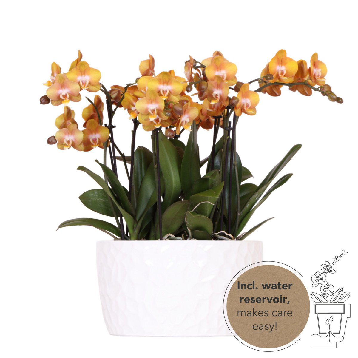 Orange Orchideen-Set in Honigschale inkl. Wasserreservoir - Fiorello Boutique