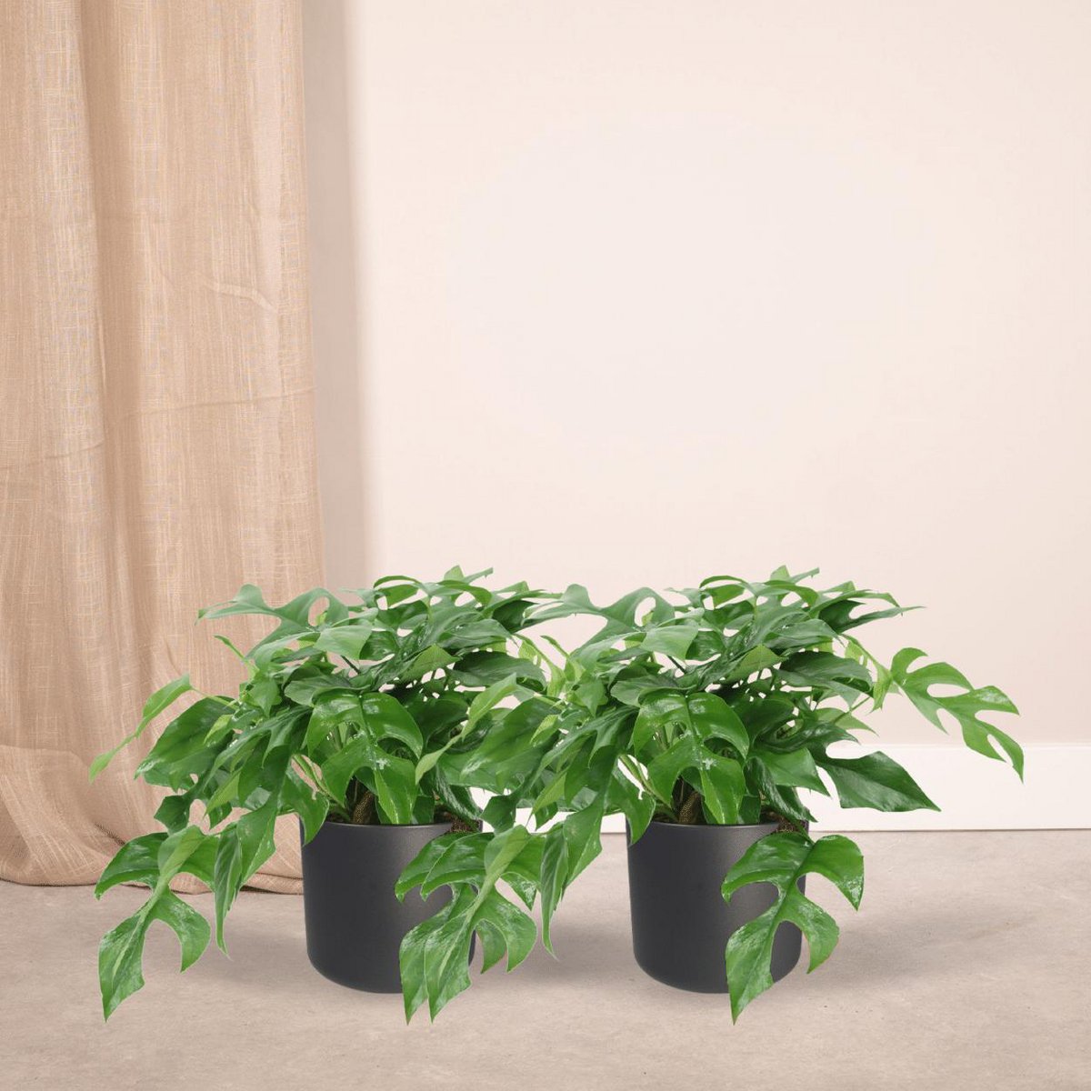 Monstera Minima - 2 Stück - Ø15cm - ↕25cm - Fiorello Boutique