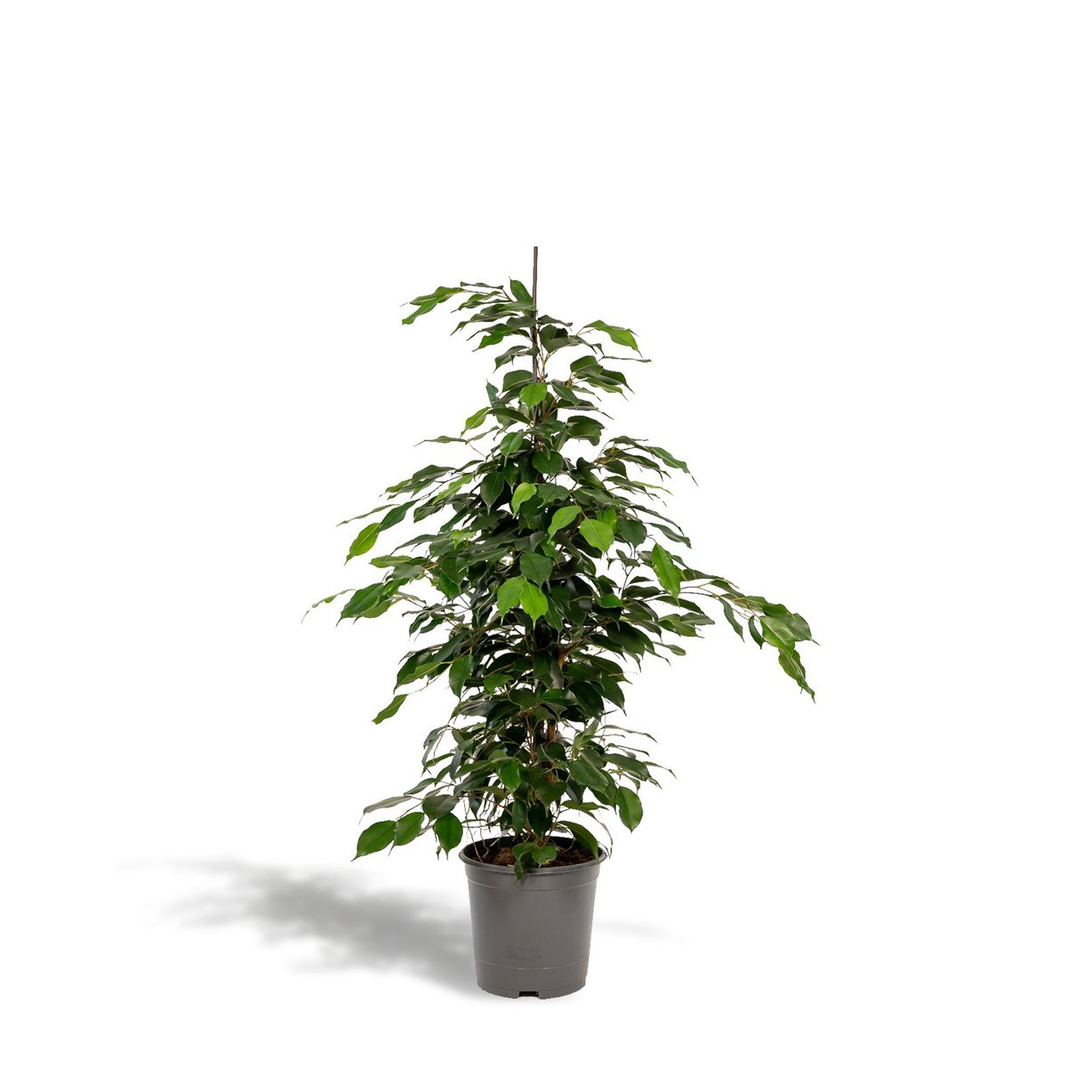 Ficus benjamina Danielle - Ø21cm - ↕95cm - Fiorello Boutique