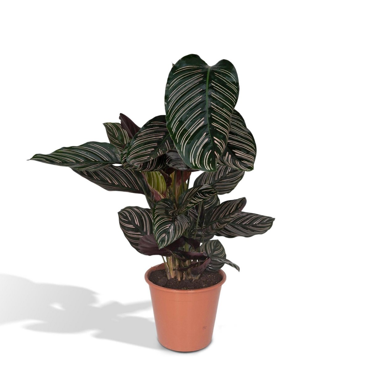 Calathea Ornata - Ø19cm - ↕75cm - Fiorello Boutique