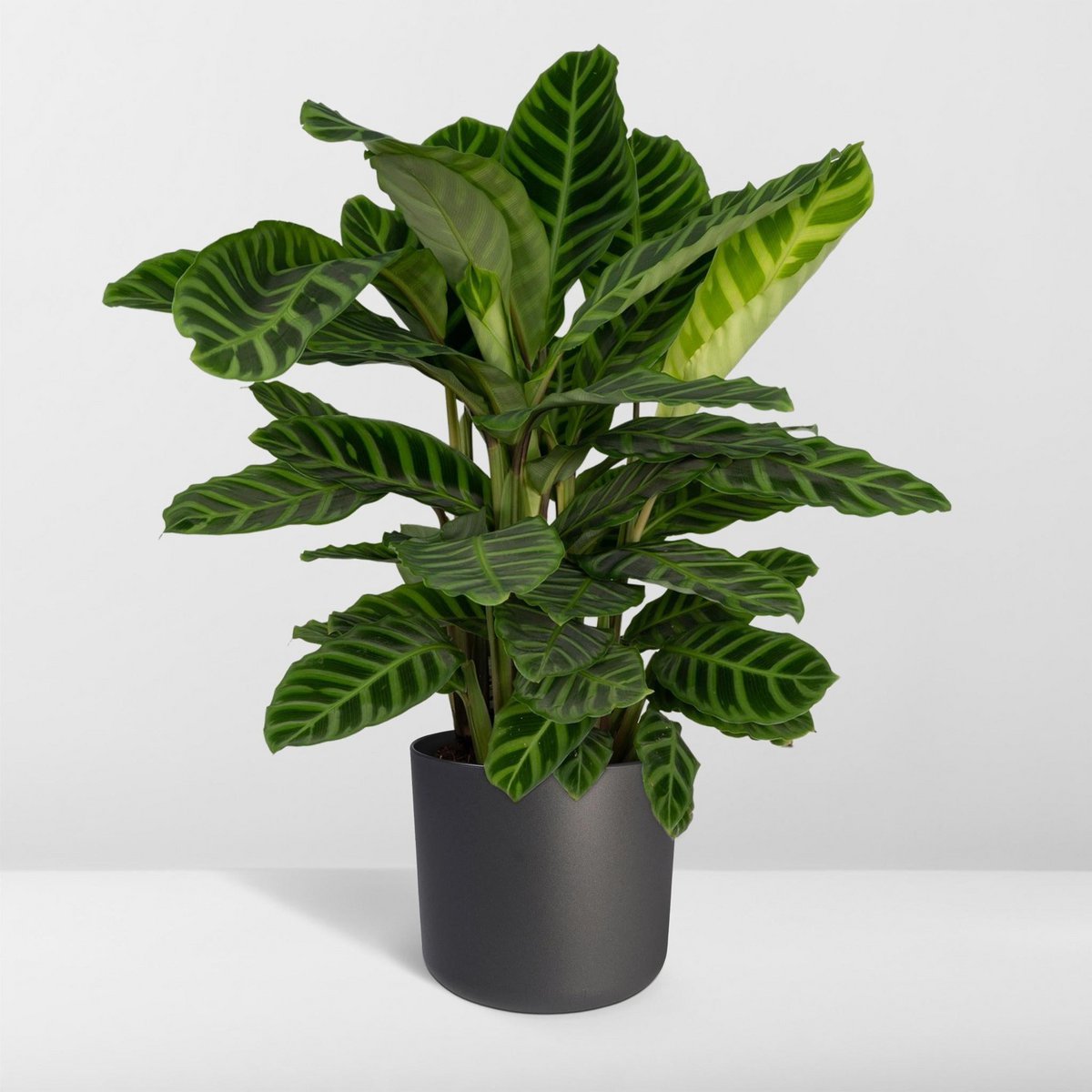 Calathea Zebrina - Ø19cm - ↕80cm - Fiorello Boutique