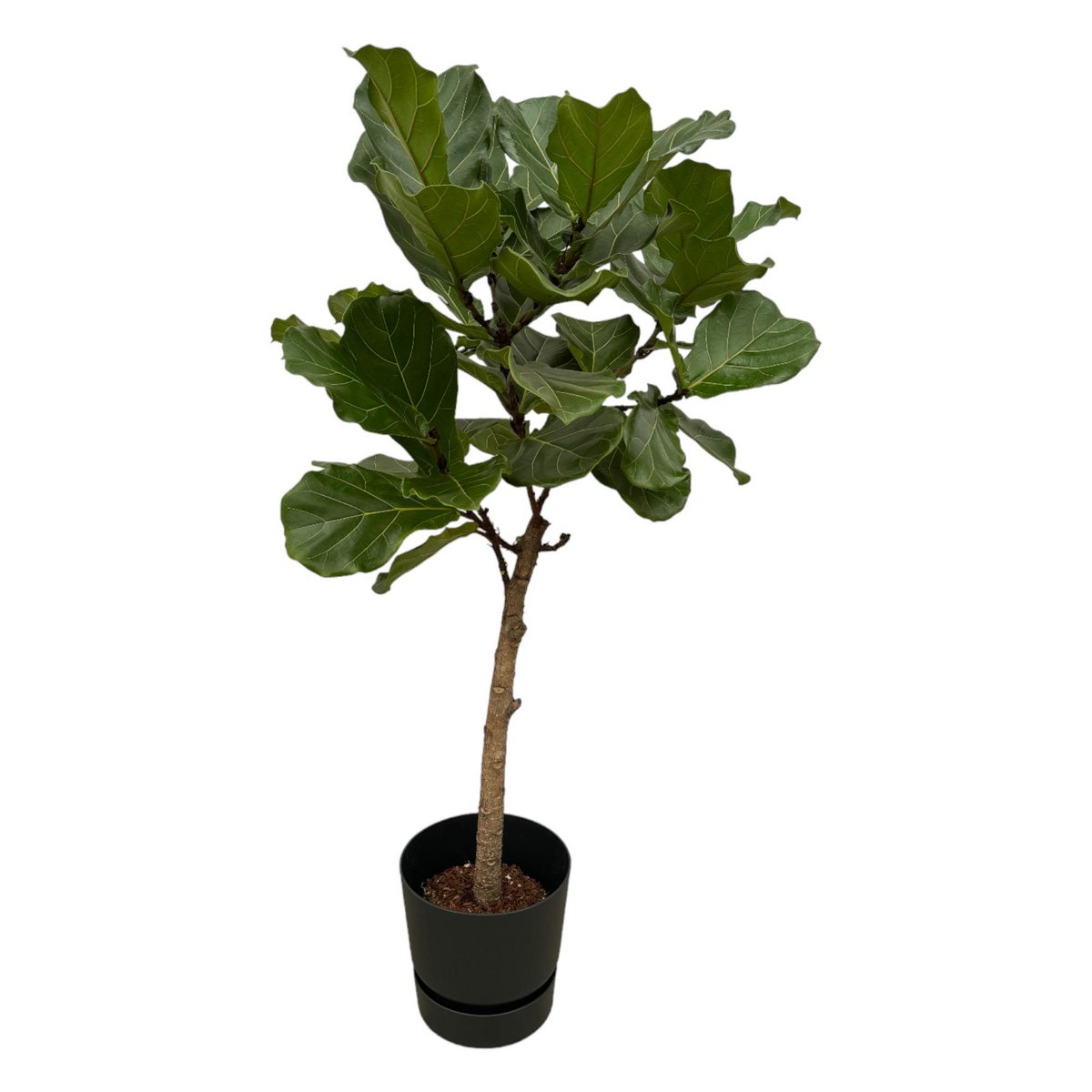 Ficus Lyrata-Stamm inklusive elho Greenville Rund schwarz – 160 cm – Ø30 - Fiorello Boutique