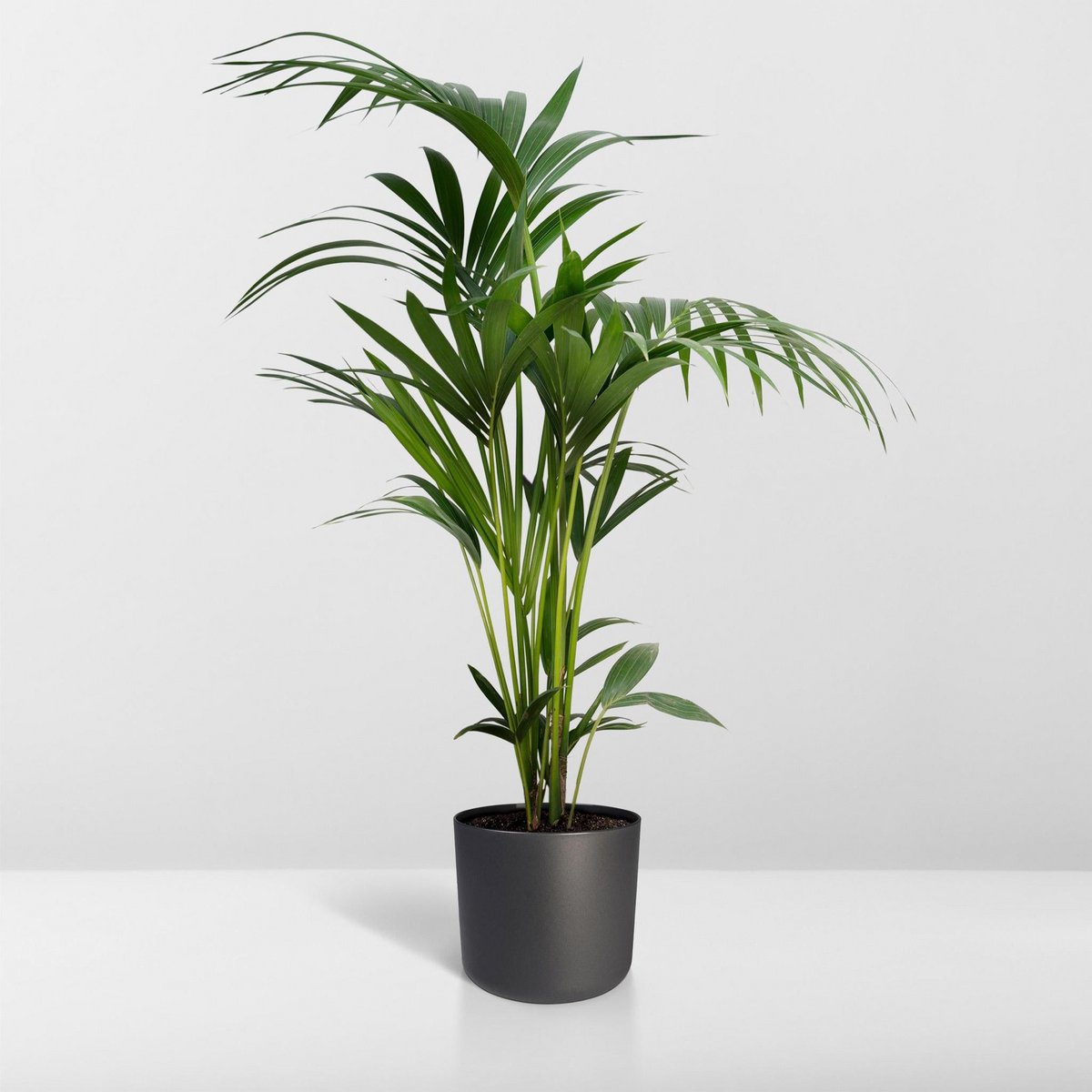 Howea Forsteriana - Kentia-Palme - Ø19cm - ↕100cm - Fiorello Boutique