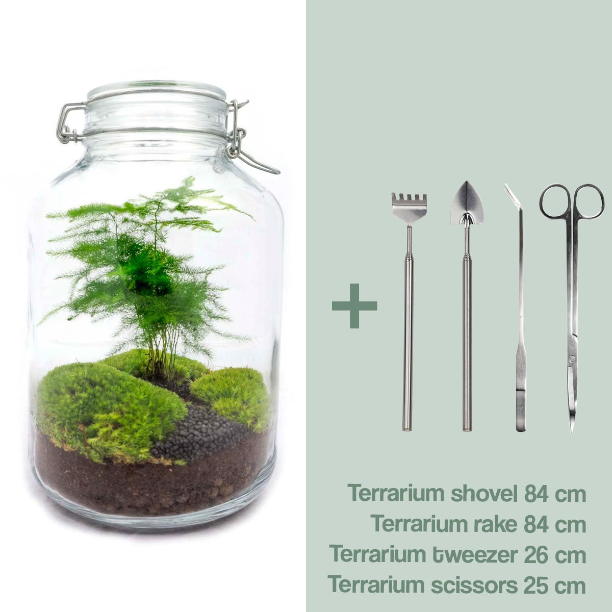 DIY-Terrarium-Set – Grüner Spargel im Glas ↑ 28 cm - Fiorello Boutique