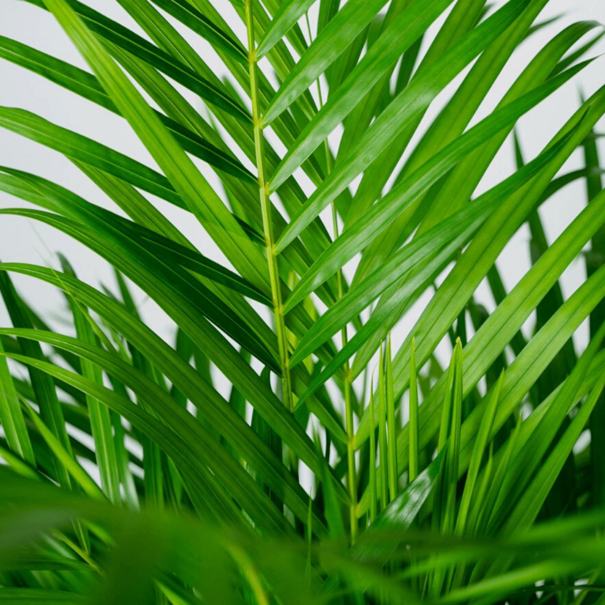 Dypsis Lutescens - Areca Palm - Ø24cm - ↕120cm - Fiorello Boutique