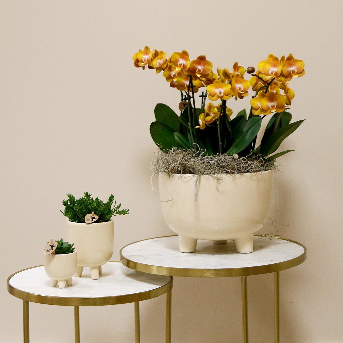 Glücksmoment: Im Dreierpack: Orange Orchideen & 25,- € Gutschein - Fiorello Boutique