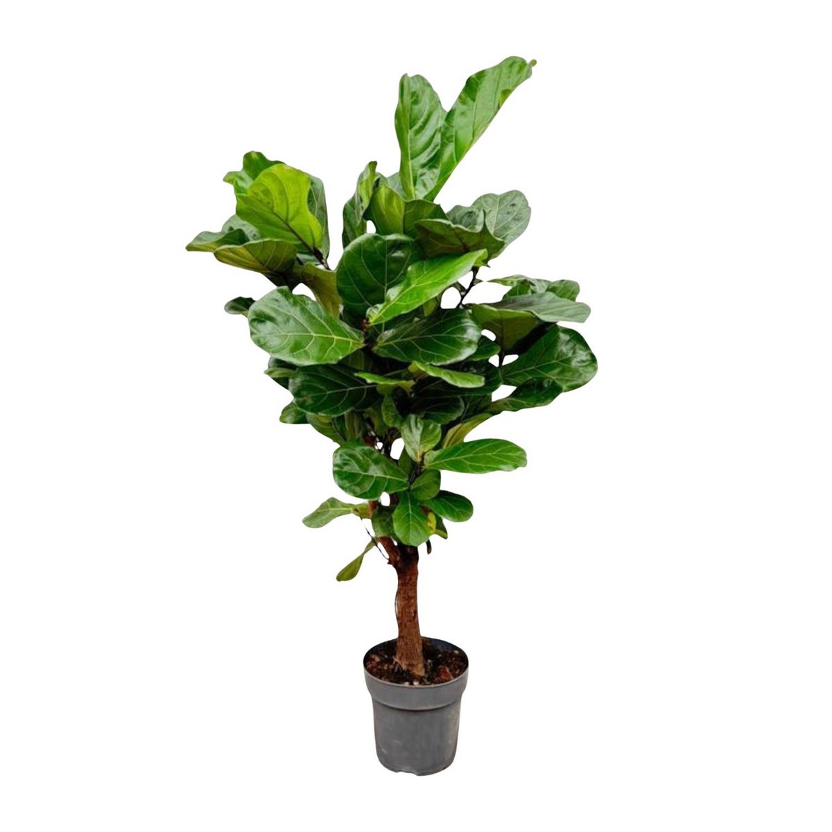 Ficus Lyrata verzweigt – 150 cm – ø24 - Fiorello Boutique