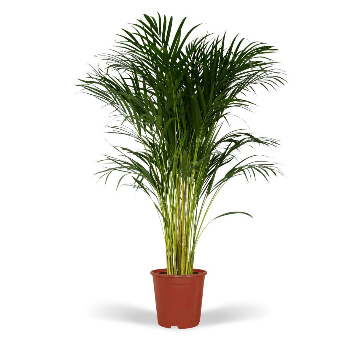 Dypsis Lutescens - Areca Palm - Ø24cm - ↕120cm - Fiorello Boutique