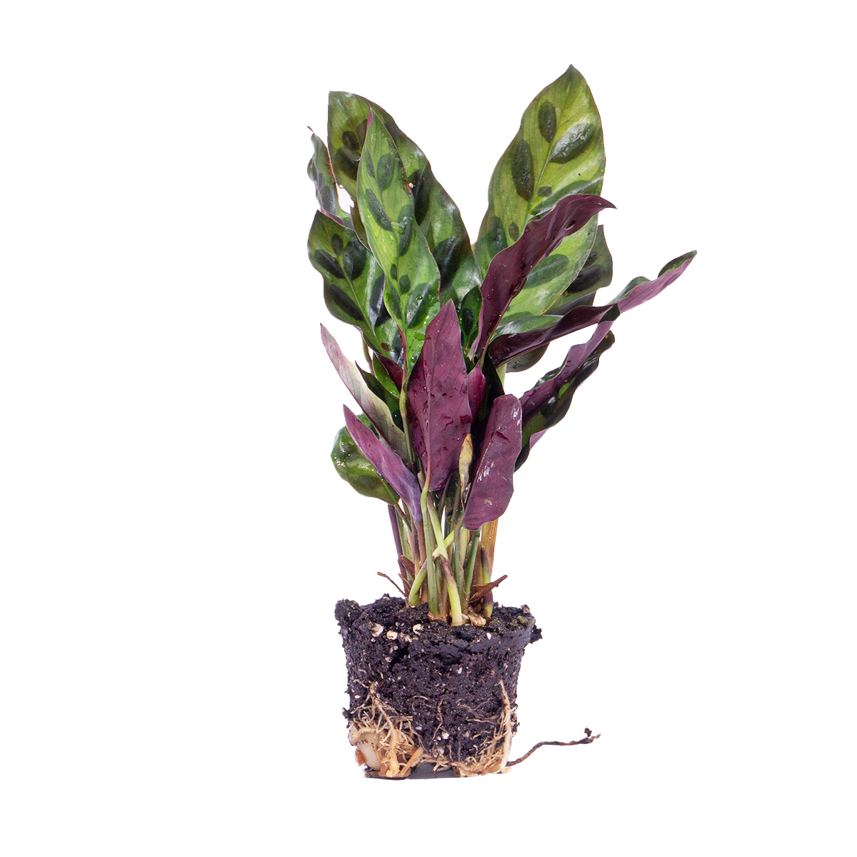 Calathea Lancifolia – Pfauenpflanze – Terrarienpflanze - Fiorello Boutique