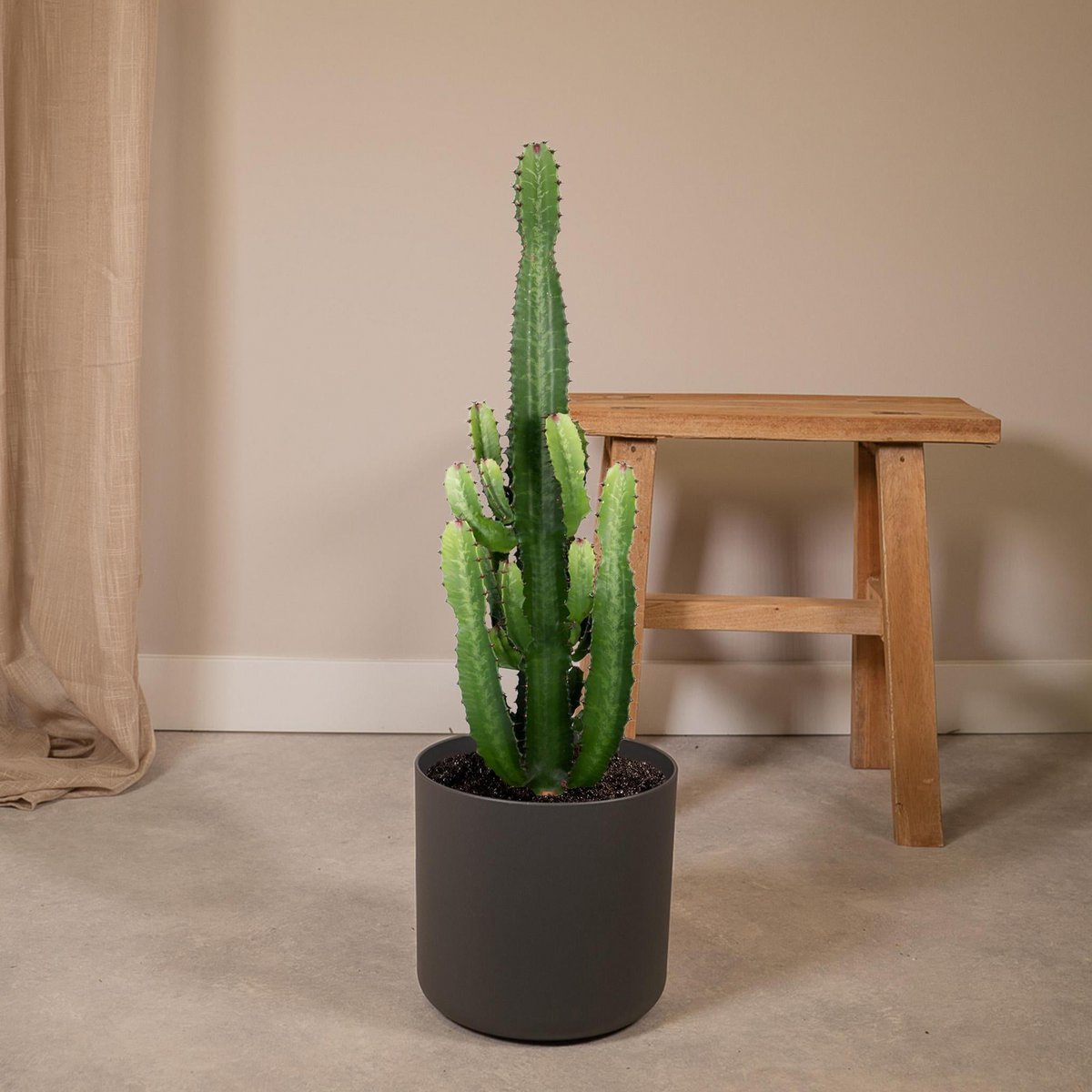 Euphorbia Acruensis - Cactus - Ø24cm - ↕60cm - Fiorello Boutique