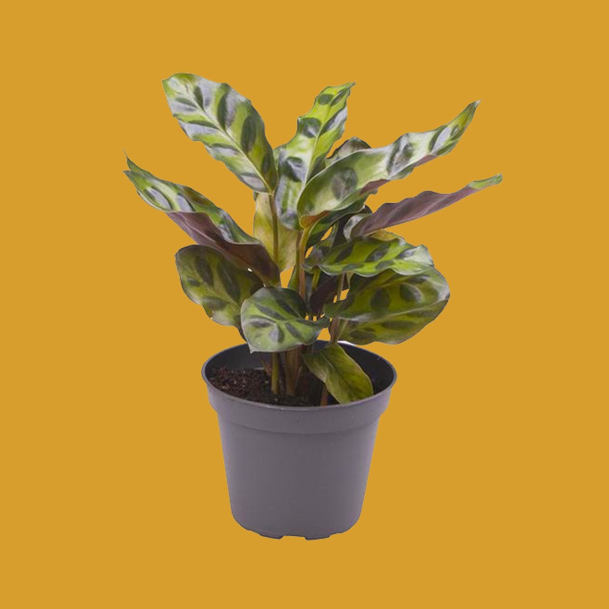 Calathea Lancifolia (Baby) - Fiorello Boutique