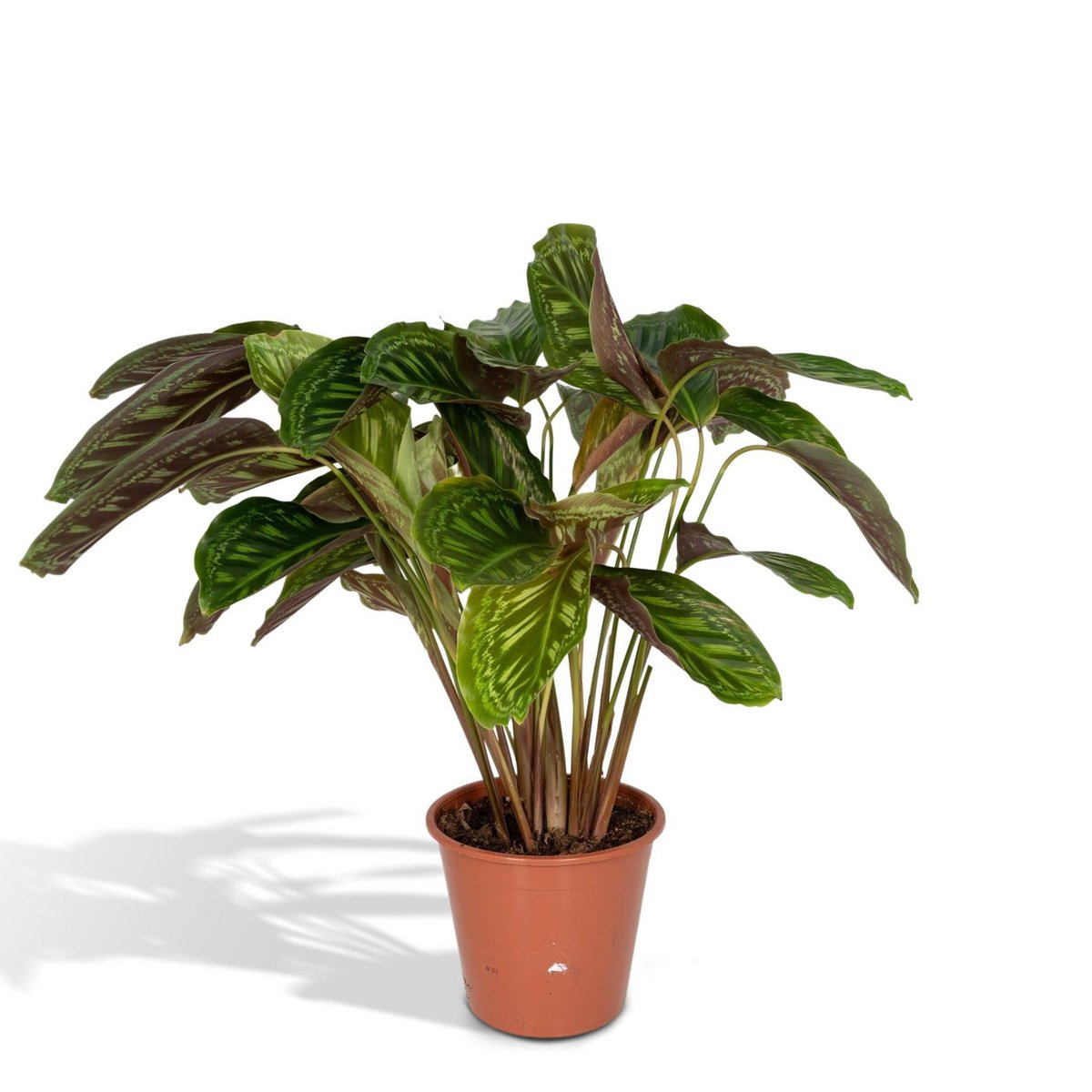 Calathea Flamestar - Ø19cm - ↕75cm - Fiorello Boutique