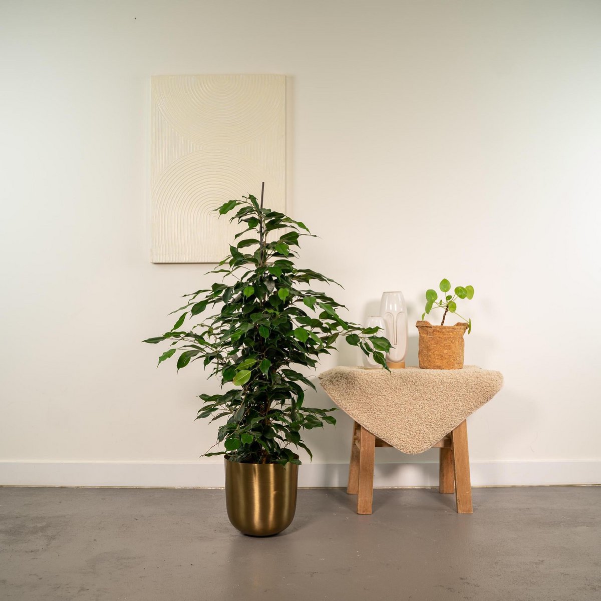 Ficus benjamina Danielle - Ø21cm - ↕95cm - Fiorello Boutique