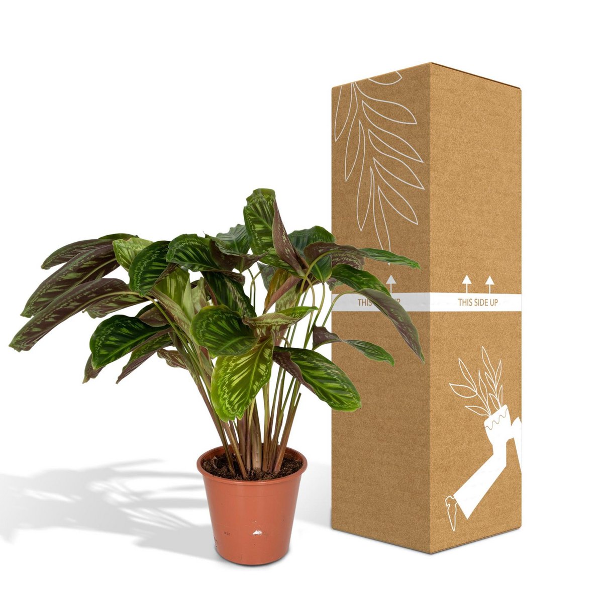 Calathea Flamestar - Ø19cm - ↕75cm - Fiorello Boutique