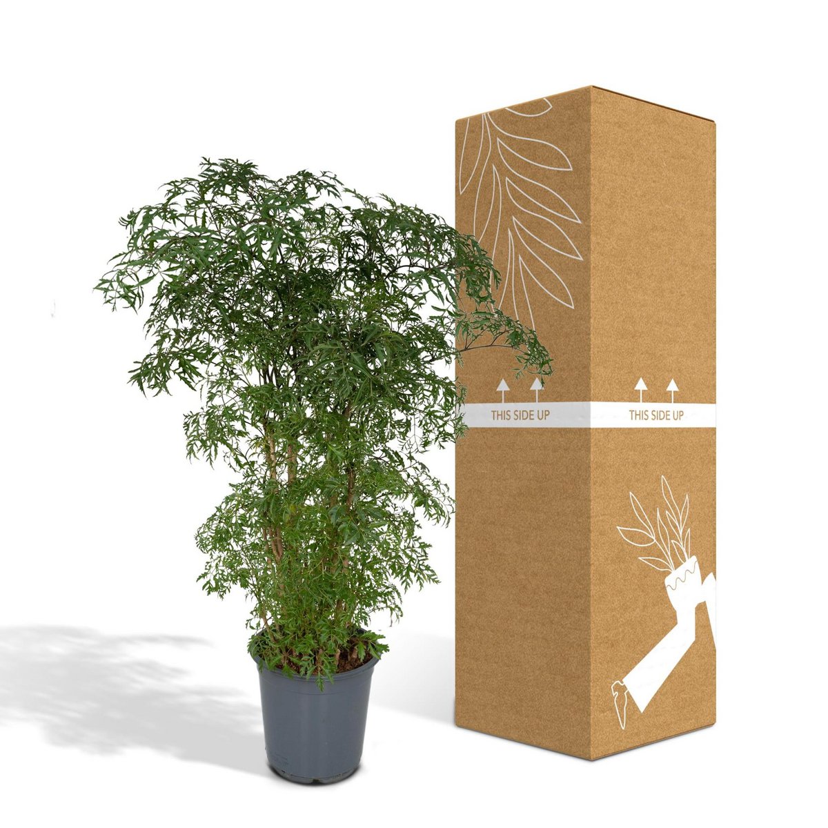 Polyscias Fruticosa - Aralie - Ø21cm - ↕75cm - Fiorello Boutique