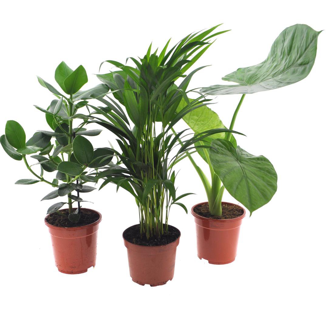 Intenz Plant Mix - 3 Stück - Ø17cm - ↕50cm - Fiorello Boutique