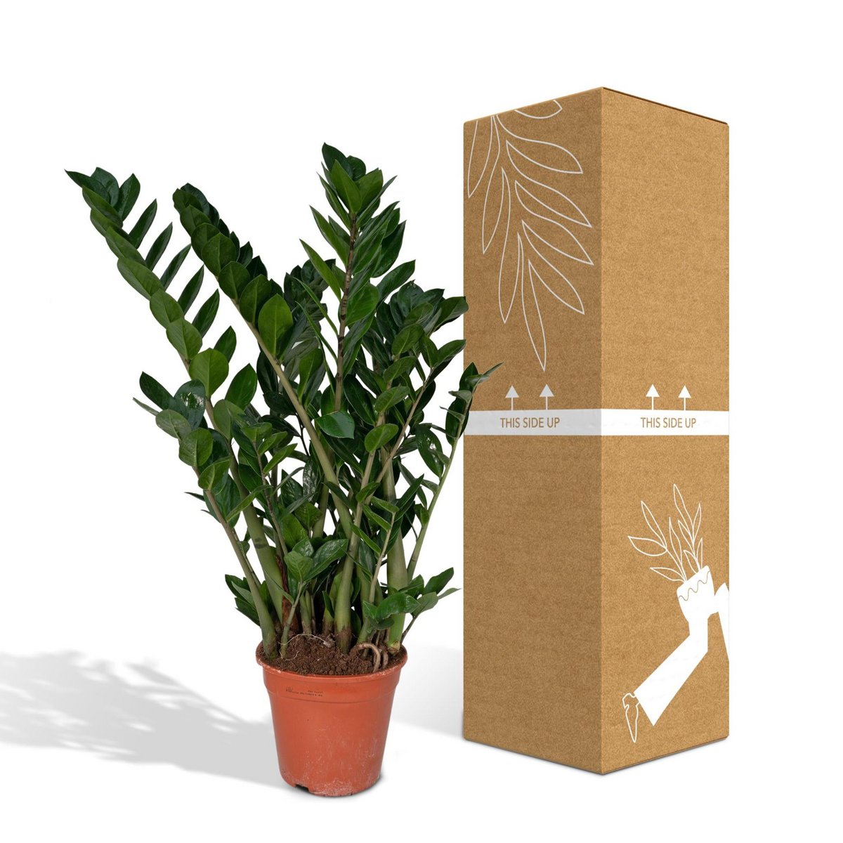 Zamioculcas Zamiifolia - Emerald Palm - Ø21cm - ↕80cm - Fiorello Boutique