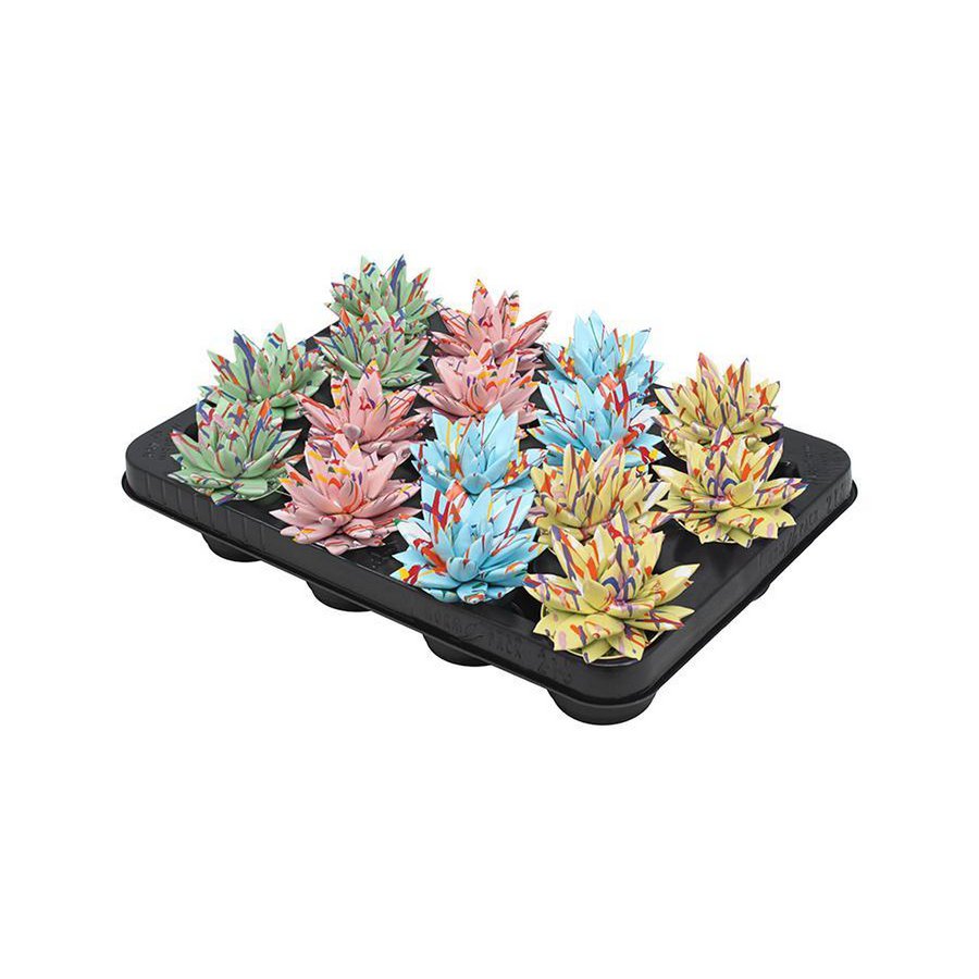 Echeveria Coloured Splash Pastel Mix - 16 Stück - Ø6cm - ↕8cm - Fiorello Boutique