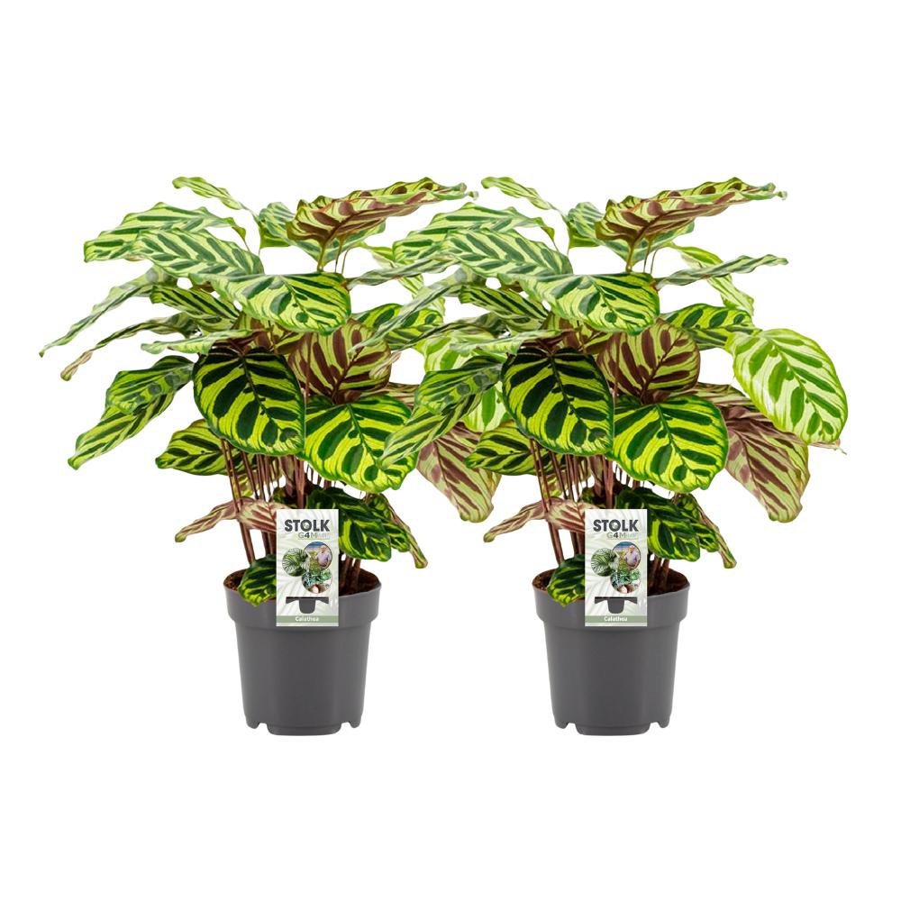 Calathea Makoyana - 2 Stück - Ø14cm - ↕45cm - Fiorello Boutique