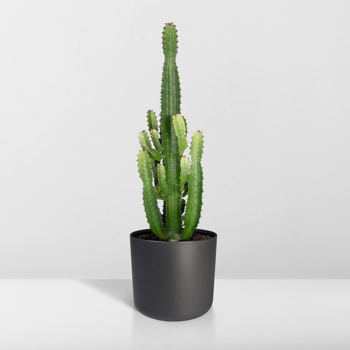 Euphorbia Acruensis - Cactus - Ø24cm - ↕60cm - Fiorello Boutique