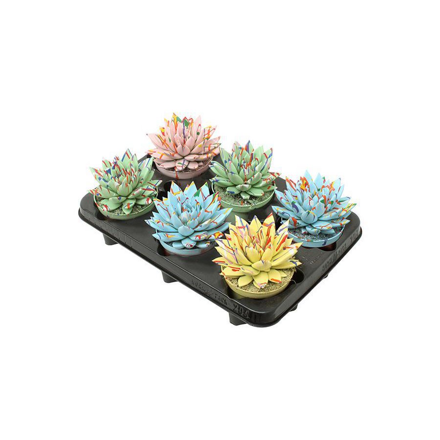 Echeveria Coloured Splash Pastel Mix - 6 Stück - Ø10,5cm - ↕13cm - Fiorello Boutique