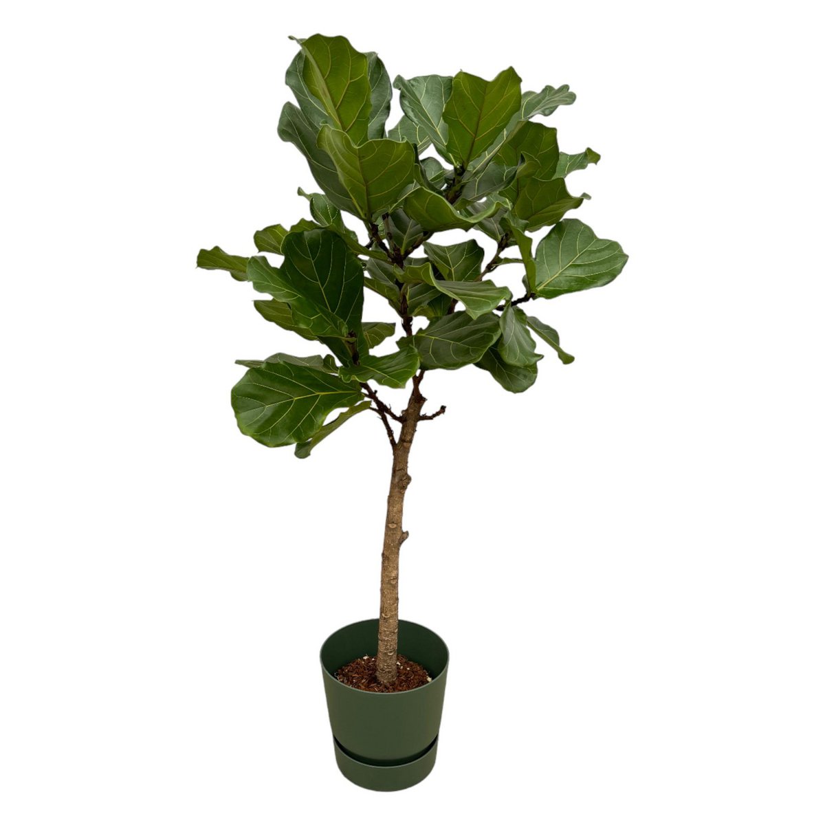 Ficus Lyrata-Stamm inklusive elho Greenville Rundgrün - 160 cm - Ø30 - Fiorello Boutique