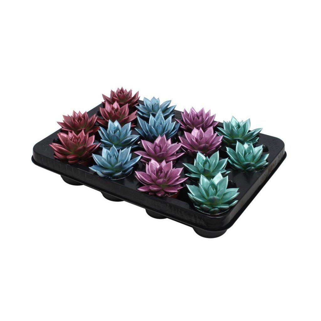 Echeveria Coloured Metallic Mix - 16 Stück - Ø6cm - ↕8cm - Fiorello Boutique