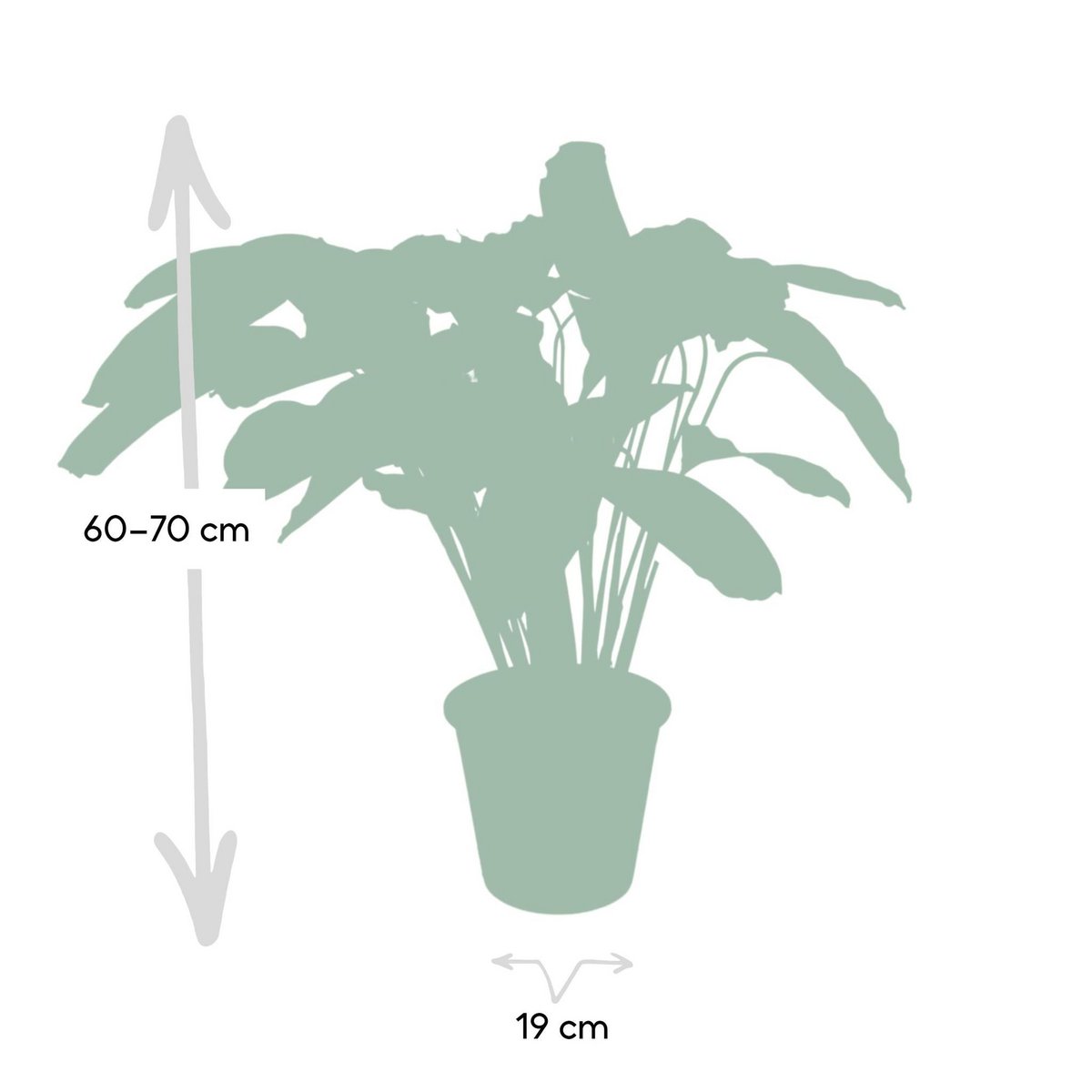 Calathea Flamestar - Ø19cm - ↕75cm - Fiorello Boutique