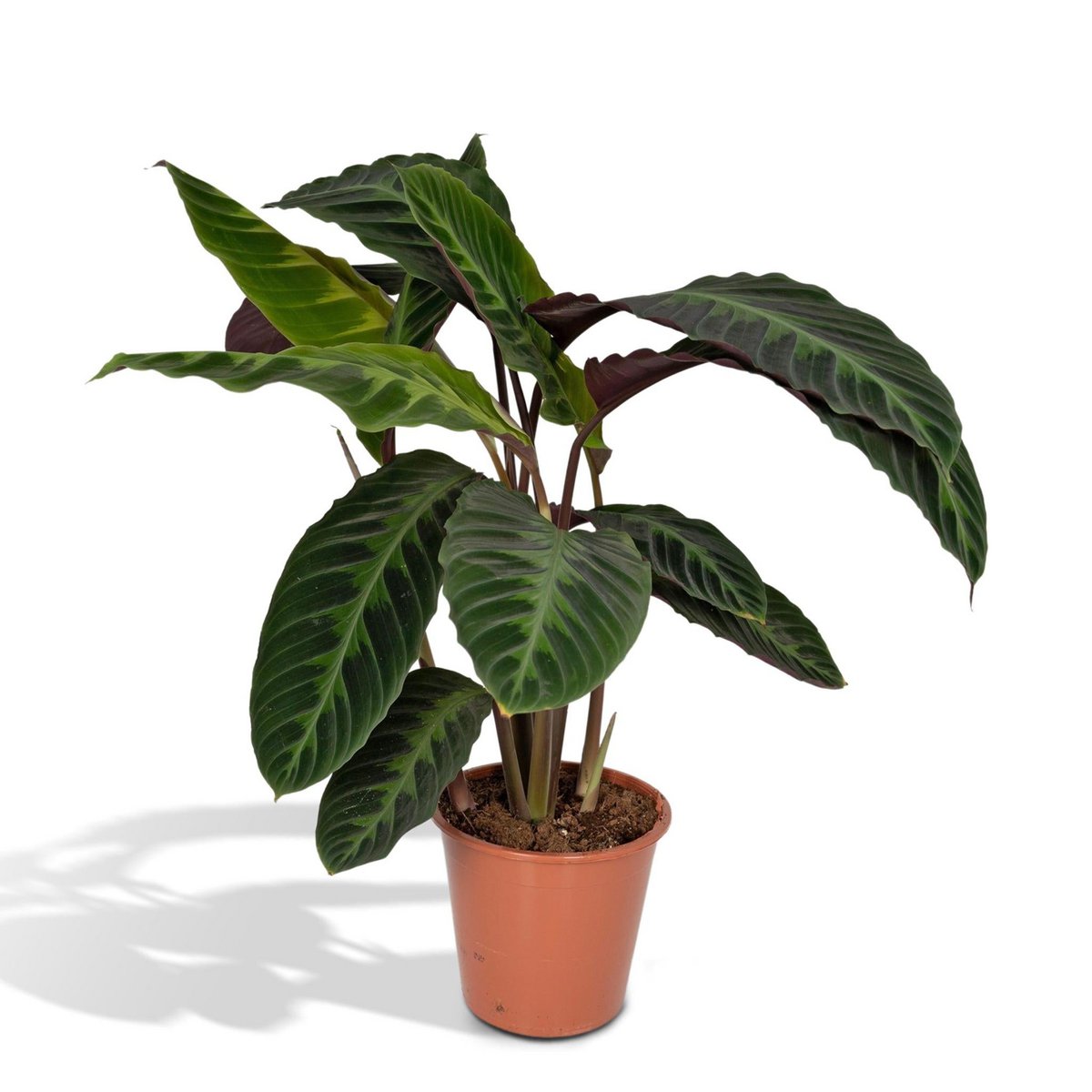 Calathea Warscewiczii - Pfauenpflanze - Ø19cm - ↕70cm - Fiorello Boutique