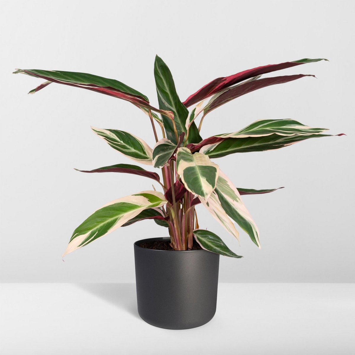 Calathea Triostar - Ø19cm - ↕70cm - Fiorello Boutique