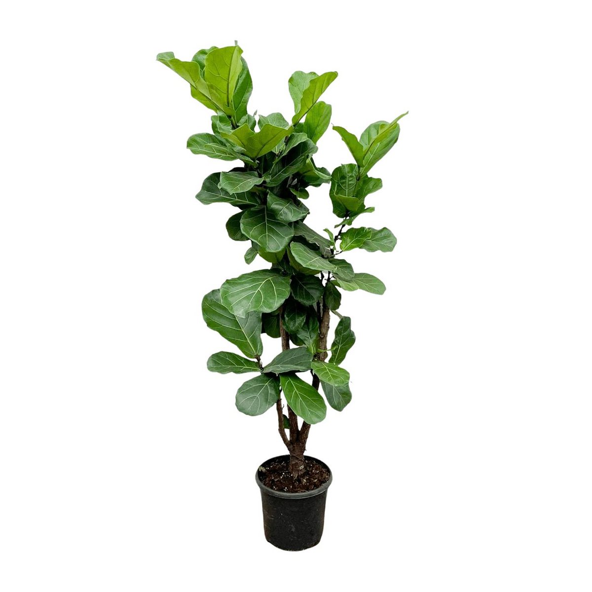 Ficus Lyrata verzweigt – 180 cm – 30 - Fiorello Boutique