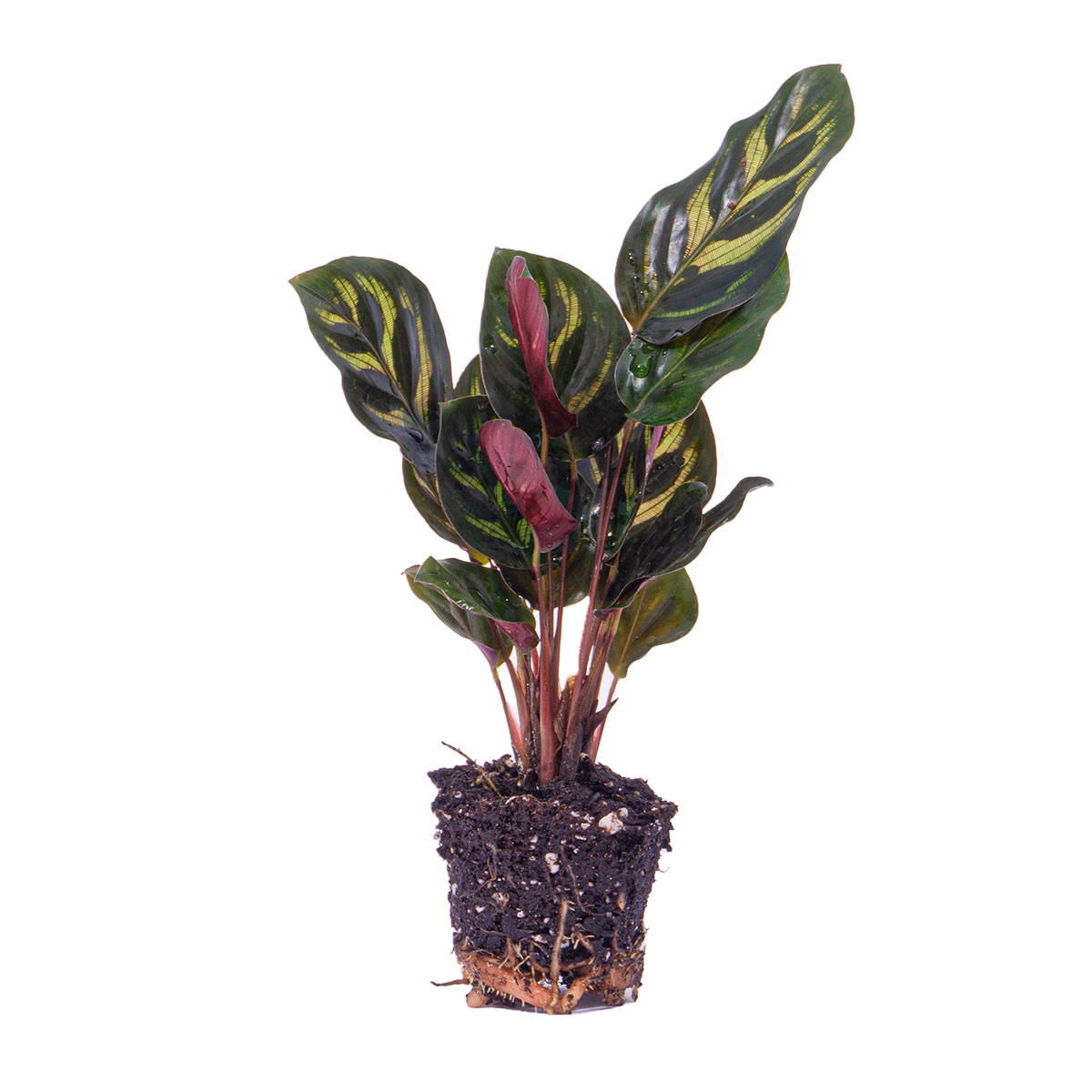 Calathea Makoyana – Pfauenpflanze – Terrarienpflanze - Fiorello Boutique