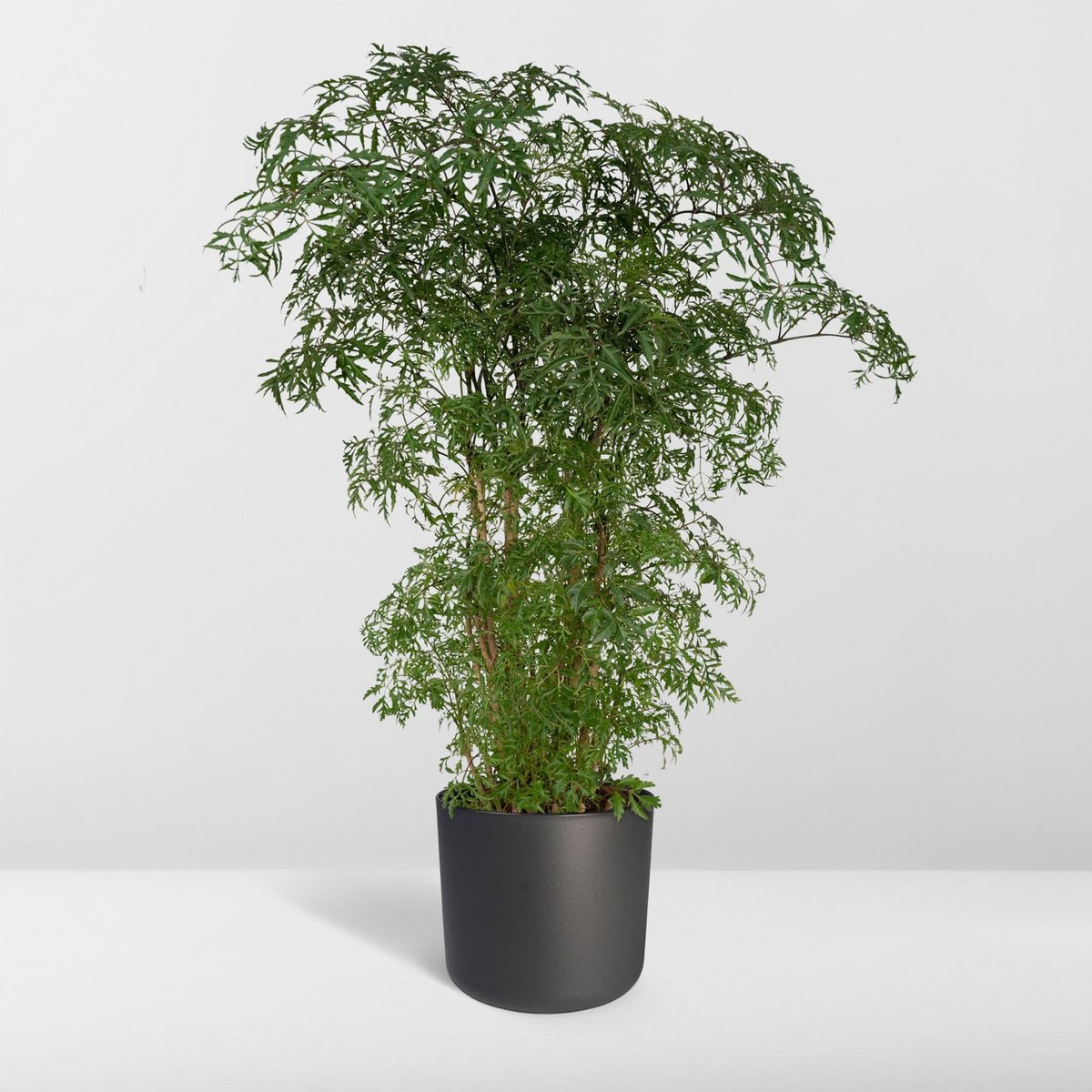 Polyscias Fruticosa - Aralie - Ø21cm - ↕75cm - Fiorello Boutique