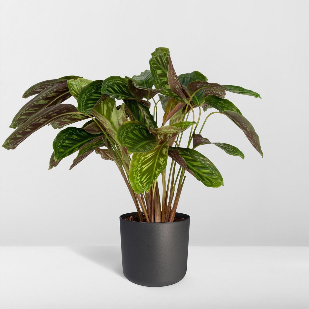 Calathea Flamestar - Ø19cm - ↕75cm - Fiorello Boutique